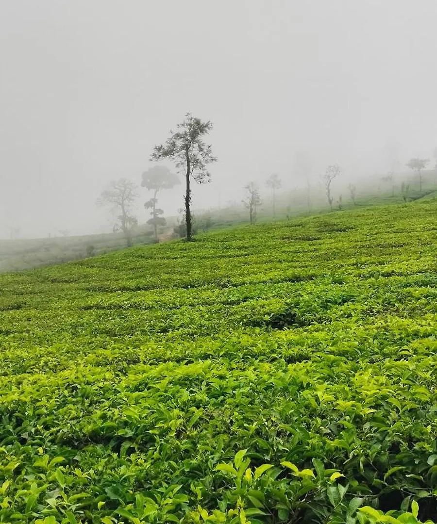 Homestay szállás Maverick Holidays Inn Family Villa Vagamon